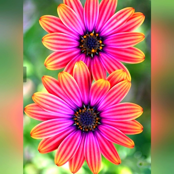 Meet your Posher, Stephanie - Picture 1 of 1